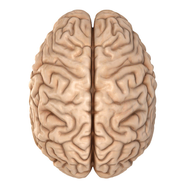 Accurate human brain 3D model_7