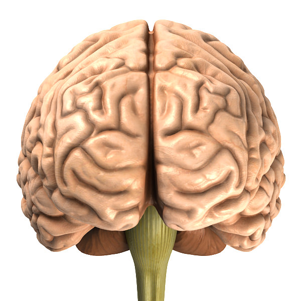 Accurate human brain 3D model_6
