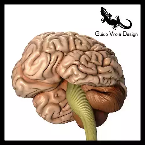 Accurate human brain 3D model
