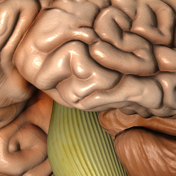 Accurate human brain 3D model_5