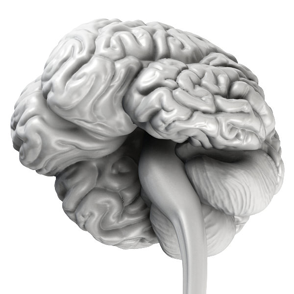 Accurate human brain 3D model_2