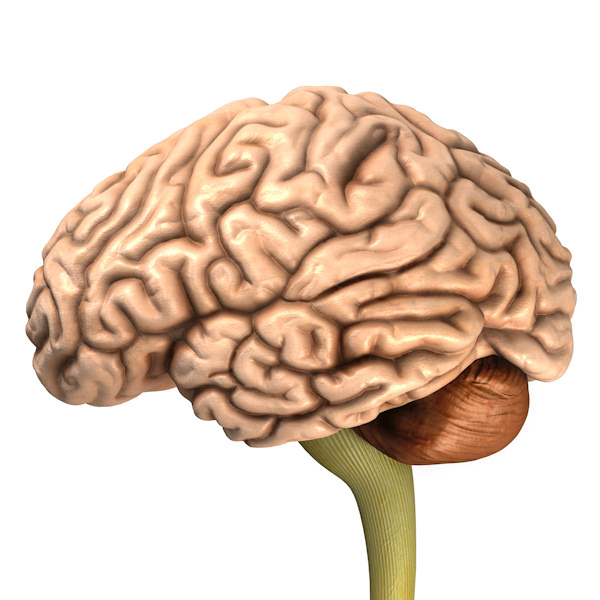 Accurate human brain 3D model_1