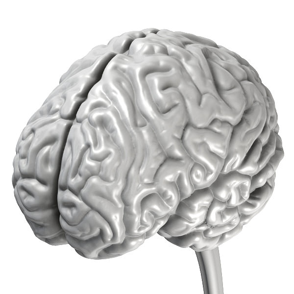 Accurate human brain 3D model_3