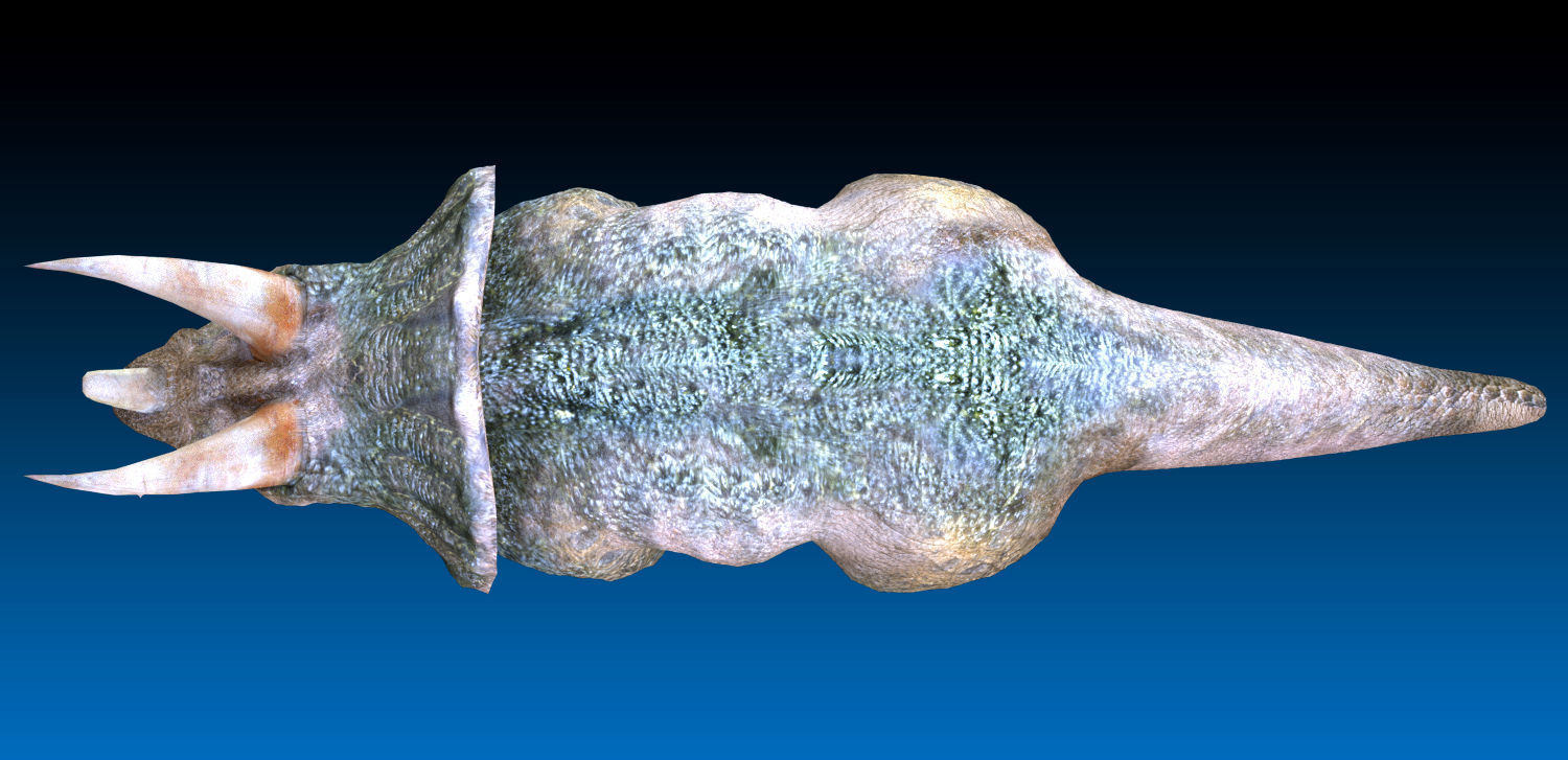 Triceratops Jurassic Dinosaur  Low-poly 3D model_4