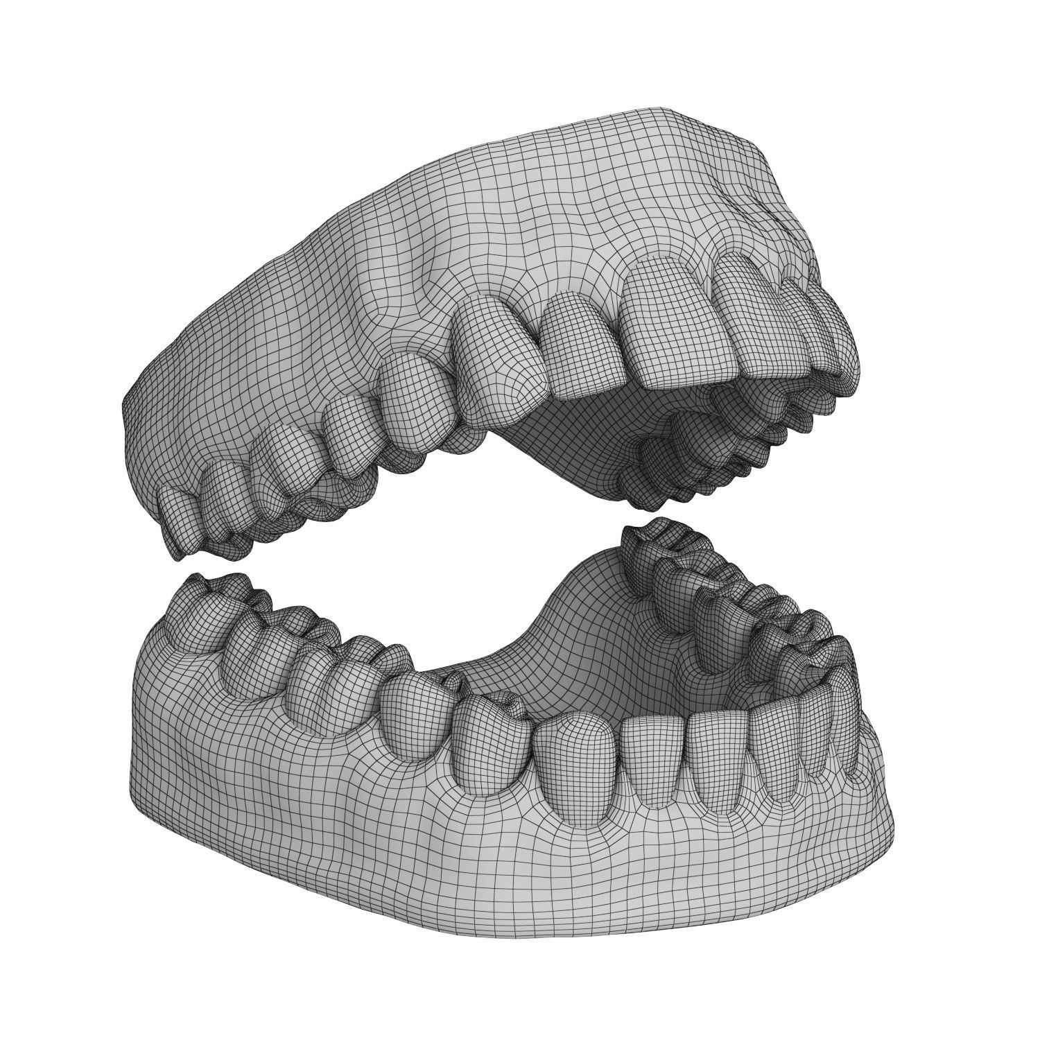 Human Teeth and Gums 3D Model 3D model_6