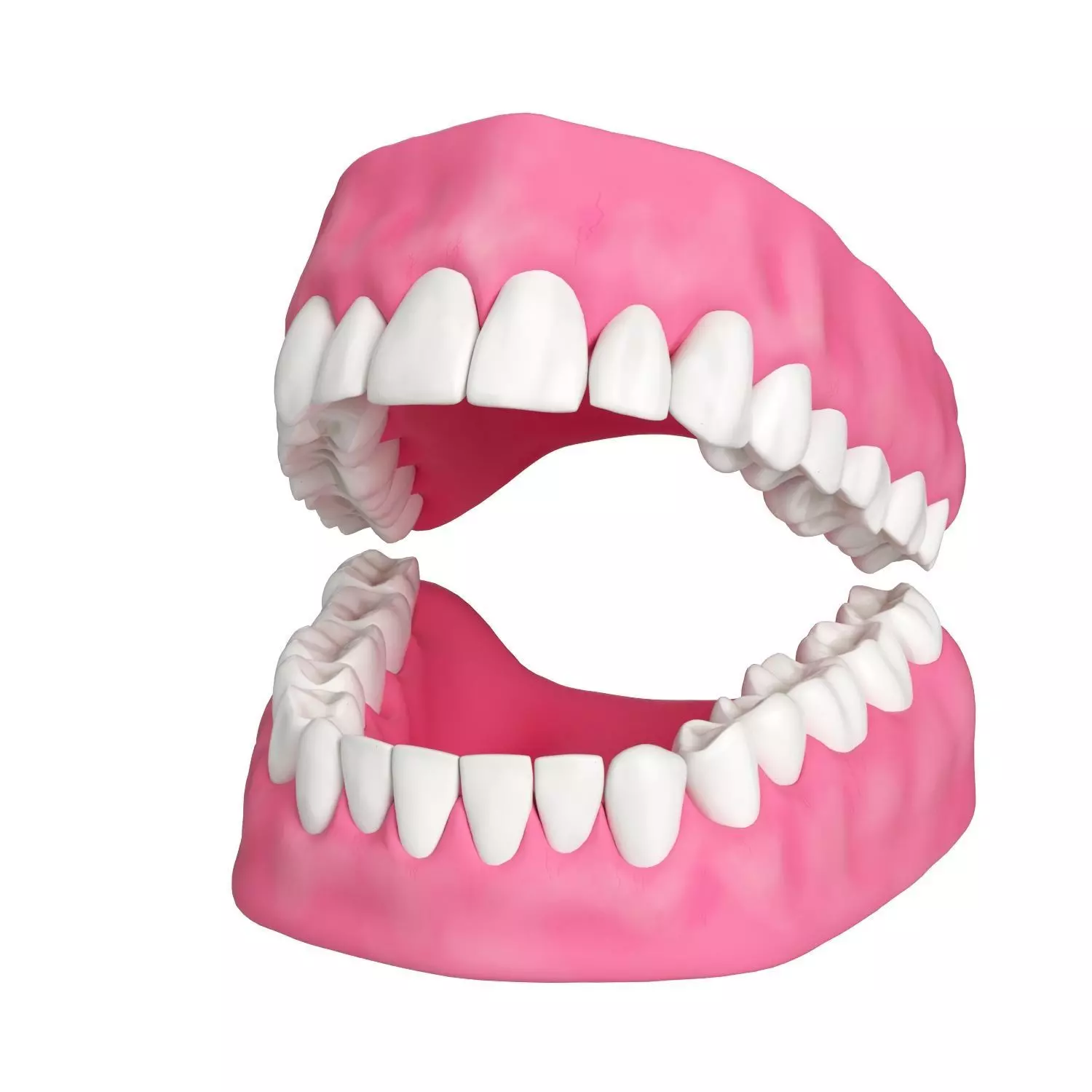 Human Teeth and Gums 3D Model 3D model_0