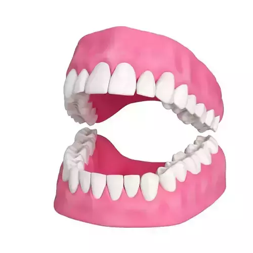 Human Teeth and Gums 3D Model 3D model