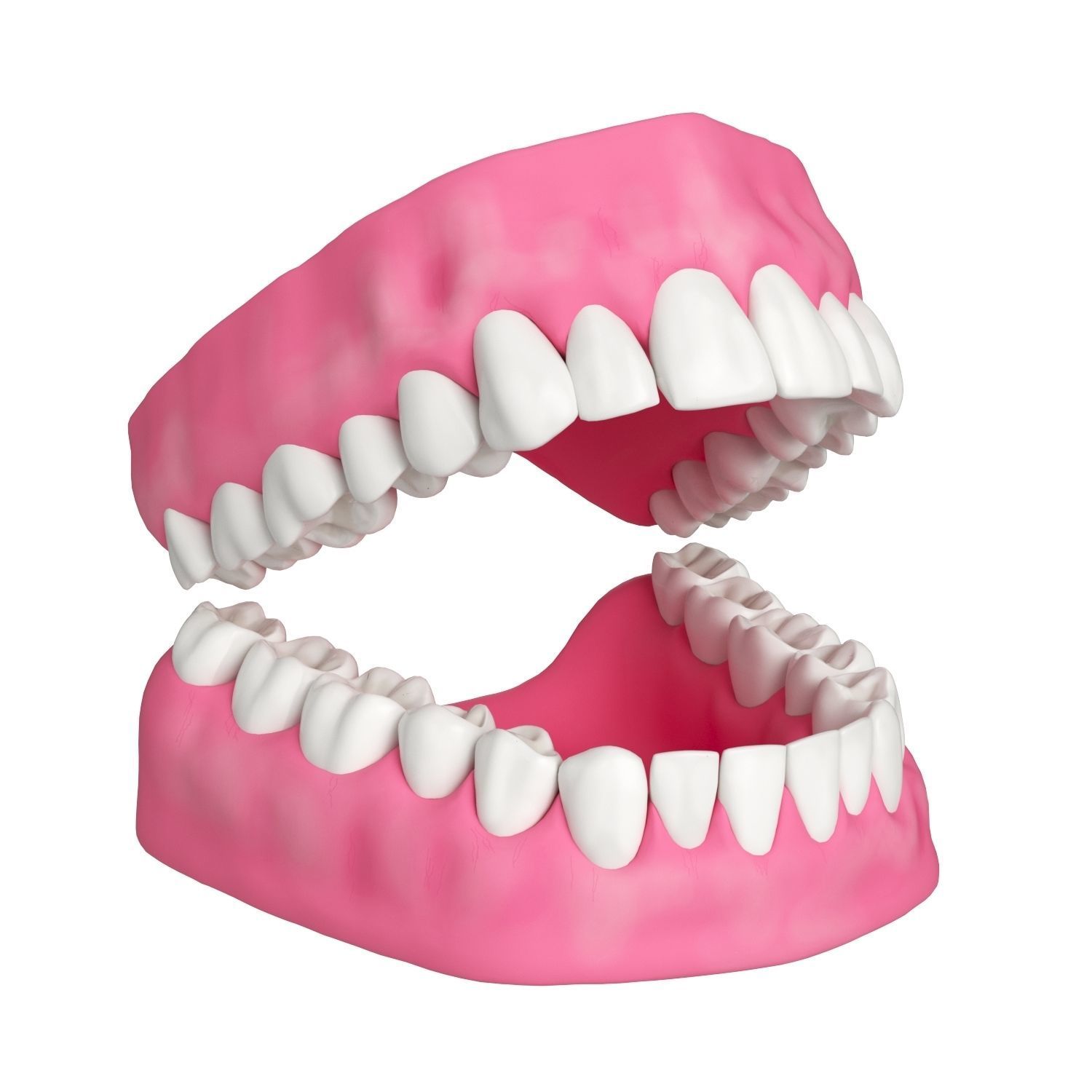 Human Teeth and Gums 3D Model 3D model_4