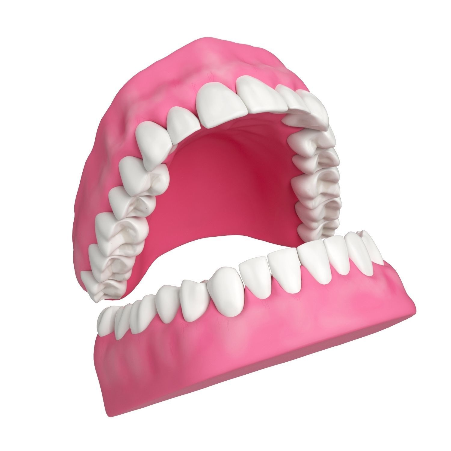 Human Teeth and Gums 3D Model 3D model_2