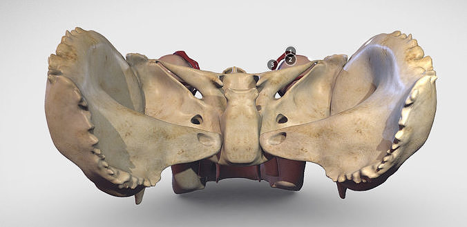 Eye Muscles - ExtraOcular Muscles Low-poly 3D model