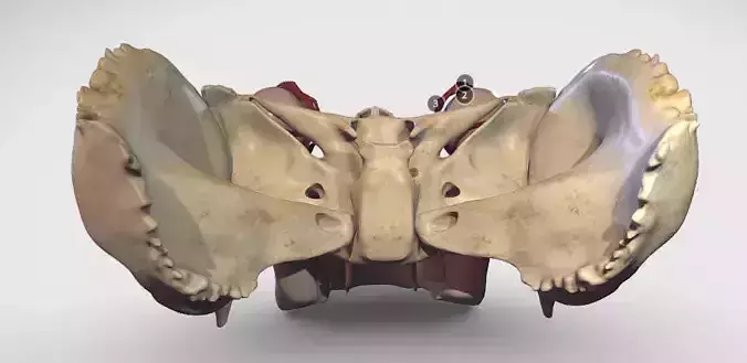 Eye Muscles - ExtraOcular Muscles Low-poly 3D model