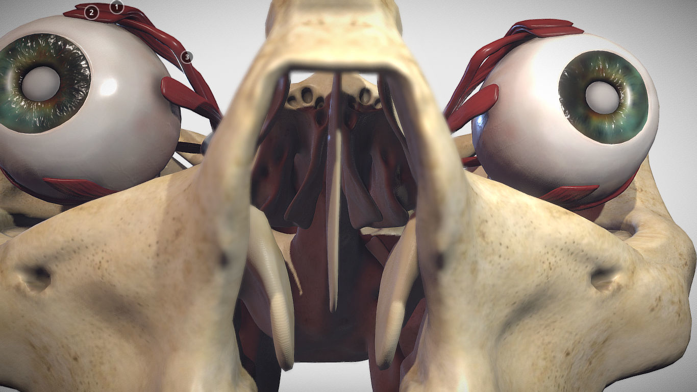 3D model Eye Muscles - ExtraOcular Muscles VR / AR / low-poly | CGTrader