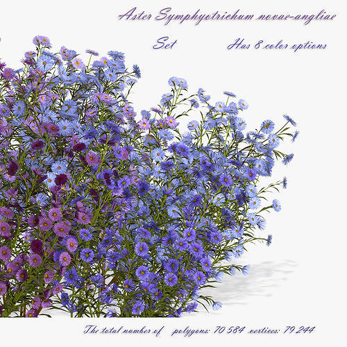 Flowers Aster Symphyotrichum novae-angliae 3D model