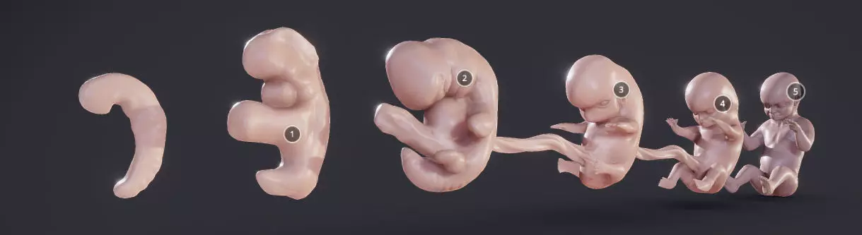 Baby stages - Fetal Development Low-poly 3D model_0