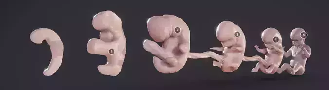 Baby stages - Fetal Development Low-poly 3D model
