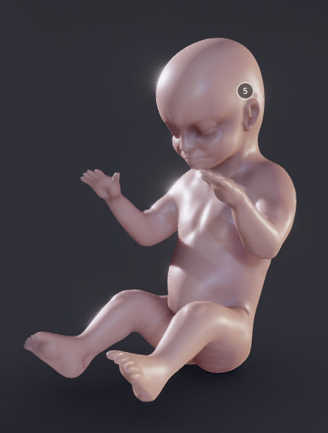 Baby stages - Fetal Development Low-poly 3D model_23