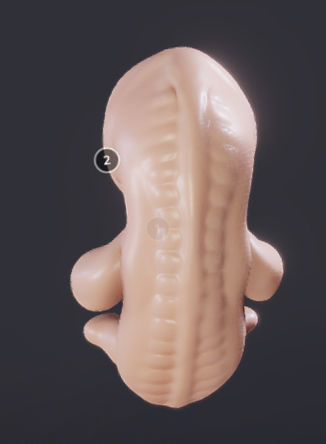 Baby stages - Fetal Development Low-poly 3D model_10