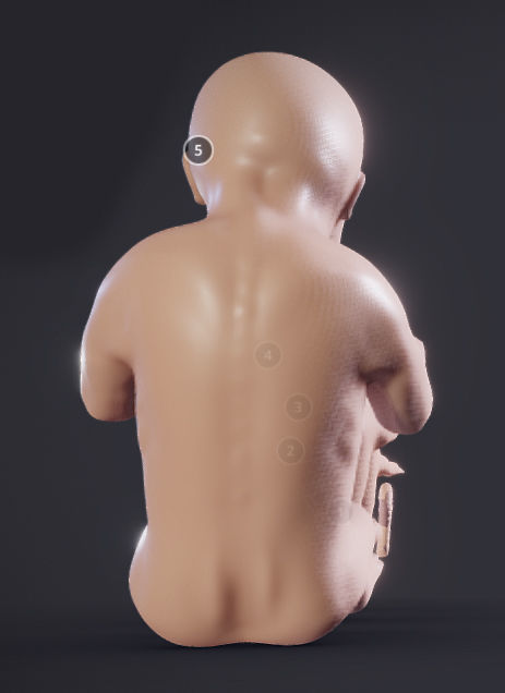 Baby stages - Fetal Development Low-poly 3D model_7