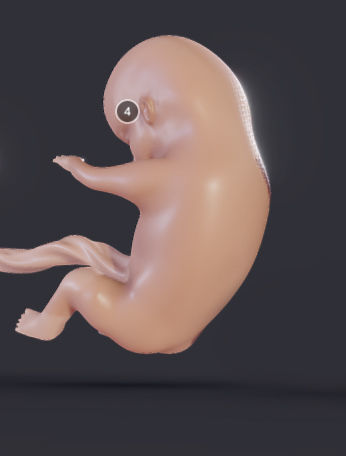 Baby stages - Fetal Development Low-poly 3D model_8