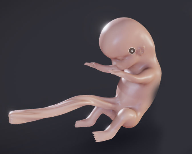 Baby stages - Fetal Development Low-poly 3D model_1