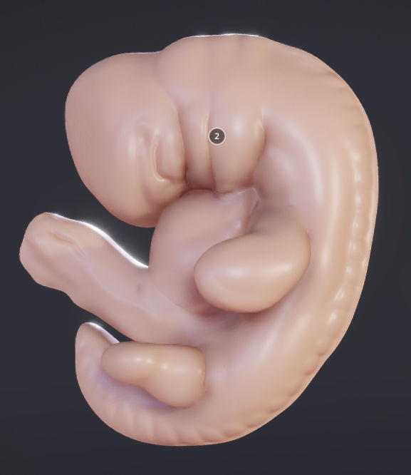 Baby stages - Fetal Development Low-poly 3D model_19