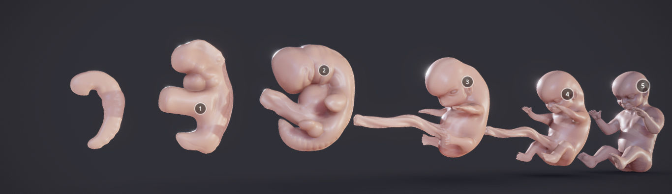 Baby stages - Fetal Development Low-poly 3D model_15