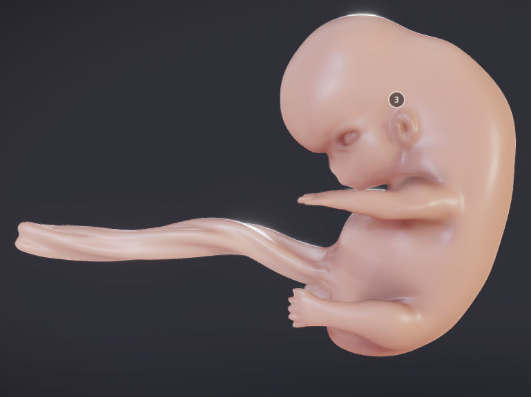 Baby stages - Fetal Development Low-poly 3D model_20