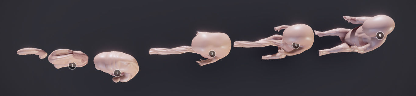 Baby stages - Fetal Development Low-poly 3D model_16