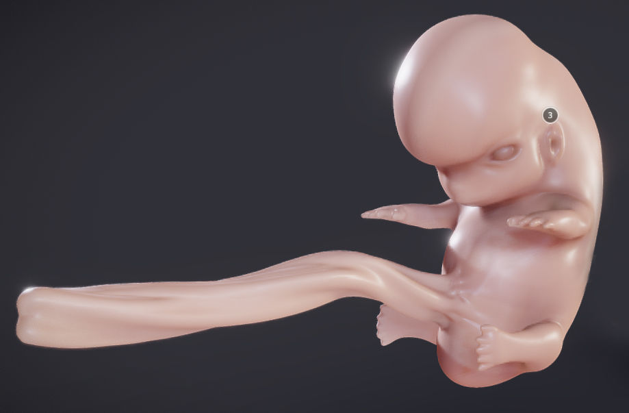 Baby stages - Fetal Development Low-poly 3D model_2