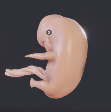Baby stages - Fetal Development Low-poly 3D model_9
