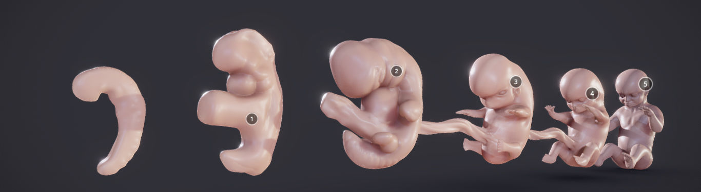 Baby stages - Fetal Development Low-poly 3D model_14