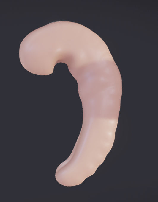 Baby stages - Fetal Development Low-poly 3D model_17