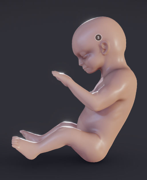 Baby stages - Fetal Development Low-poly 3D model_22