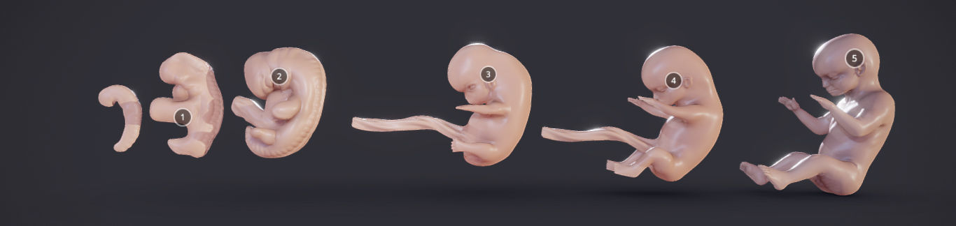 Baby stages - Fetal Development Low-poly 3D model_11
