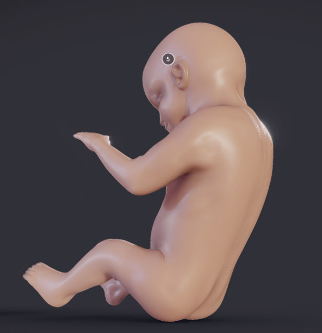Baby stages - Fetal Development Low-poly 3D model_6