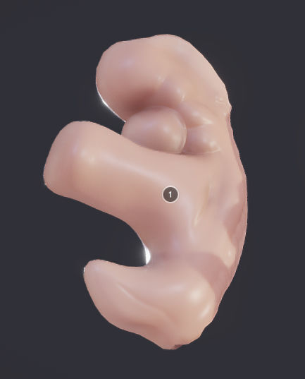 Baby stages - Fetal Development Low-poly 3D model_4