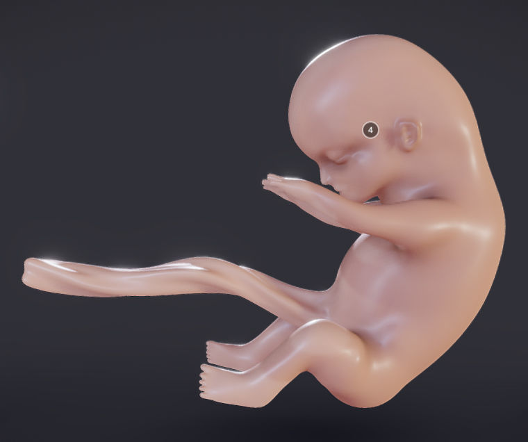 Baby stages - Fetal Development Low-poly 3D model_21