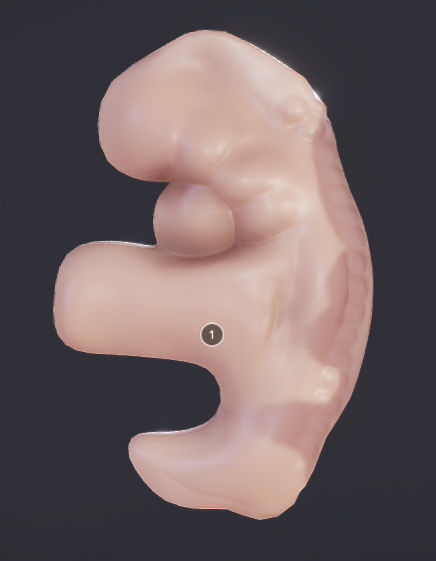 Baby stages - Fetal Development Low-poly 3D model_18