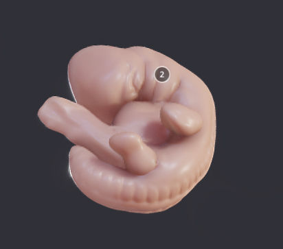 Baby stages - Fetal Development Low-poly 3D model_3