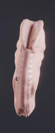 Baby stages - Fetal Development Low-poly 3D model_12