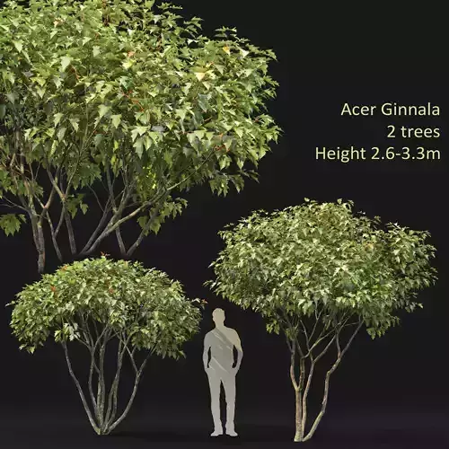 Acer Ginnala 04