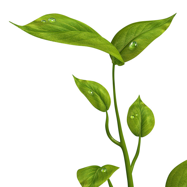 Small plant 3D model_4