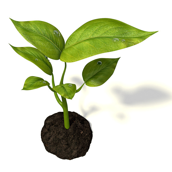 Small plant 3D model_2