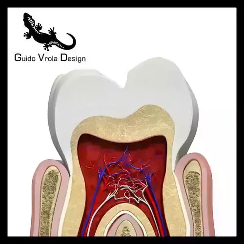Tooth and gum section