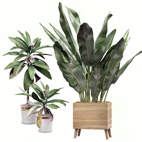 Potted plants Set 31 3D model