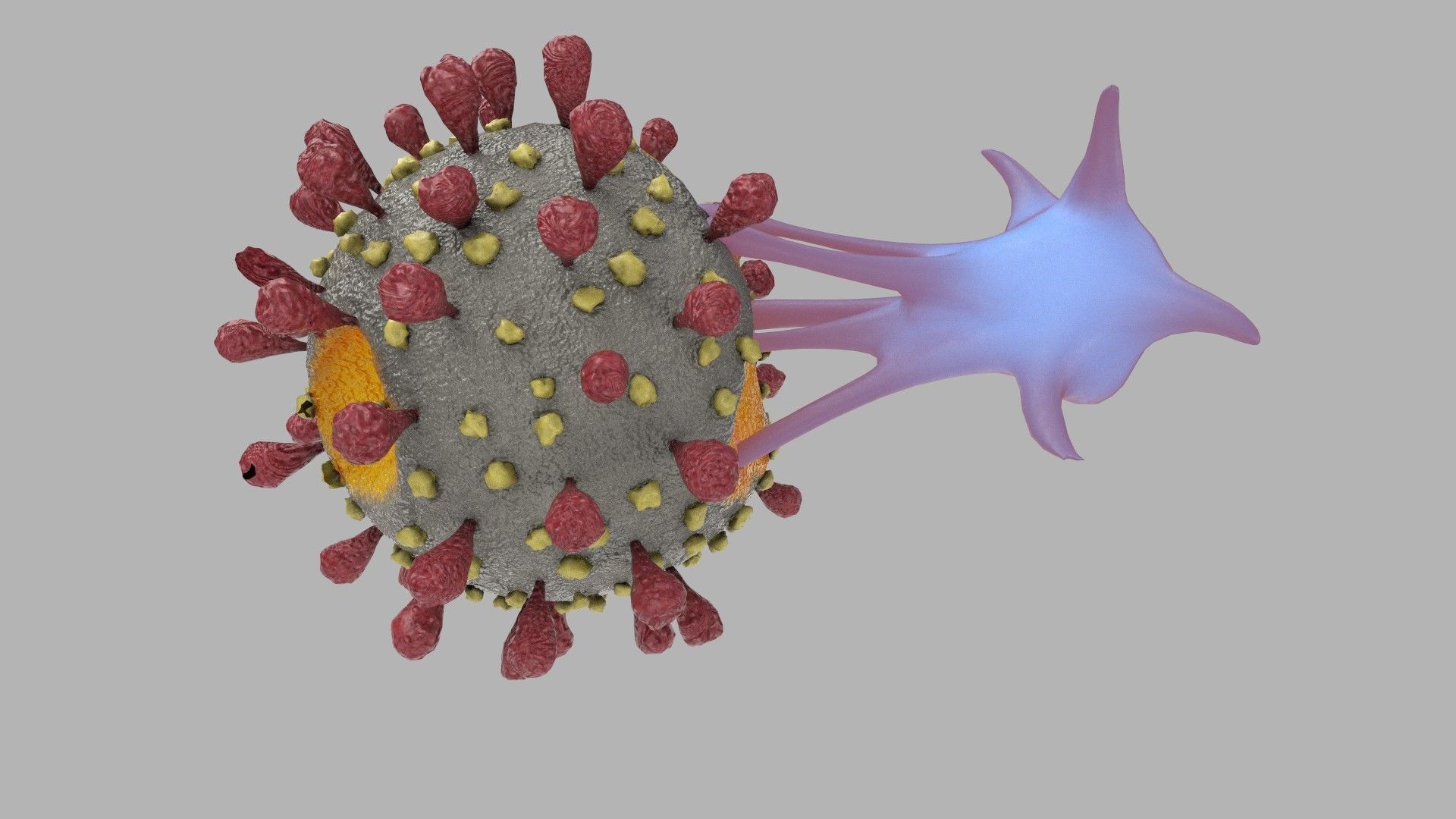 T-cell and Virus 3D model_4