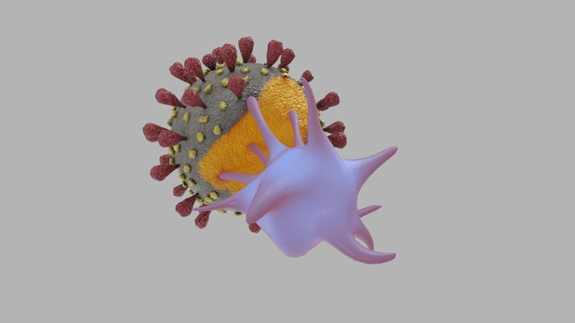 T-cell and Virus 3D model_2