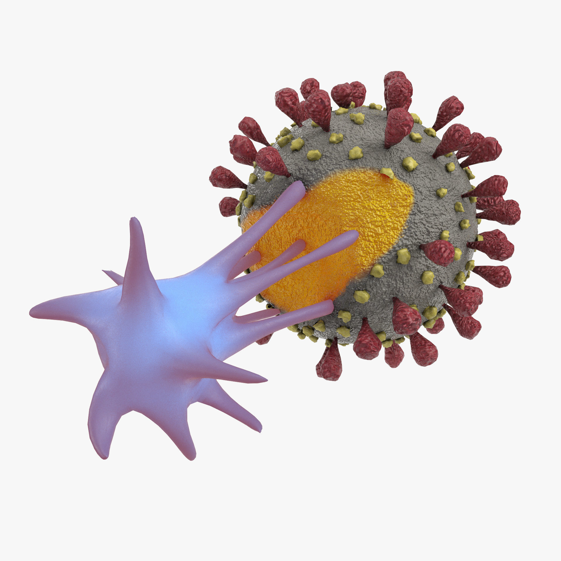 T-cell and Virus 3D model_1