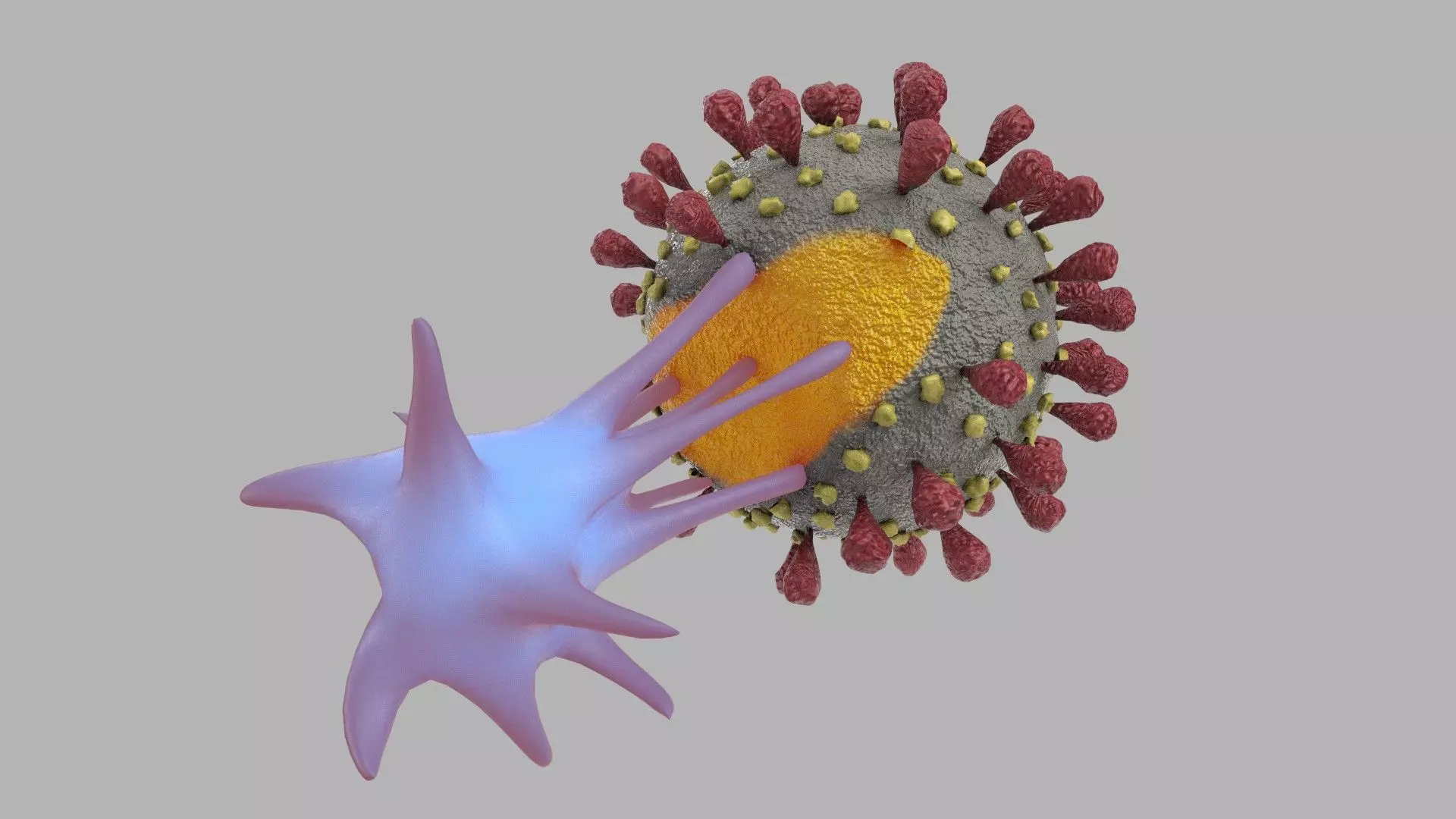 T-cell and Virus 3D model_0