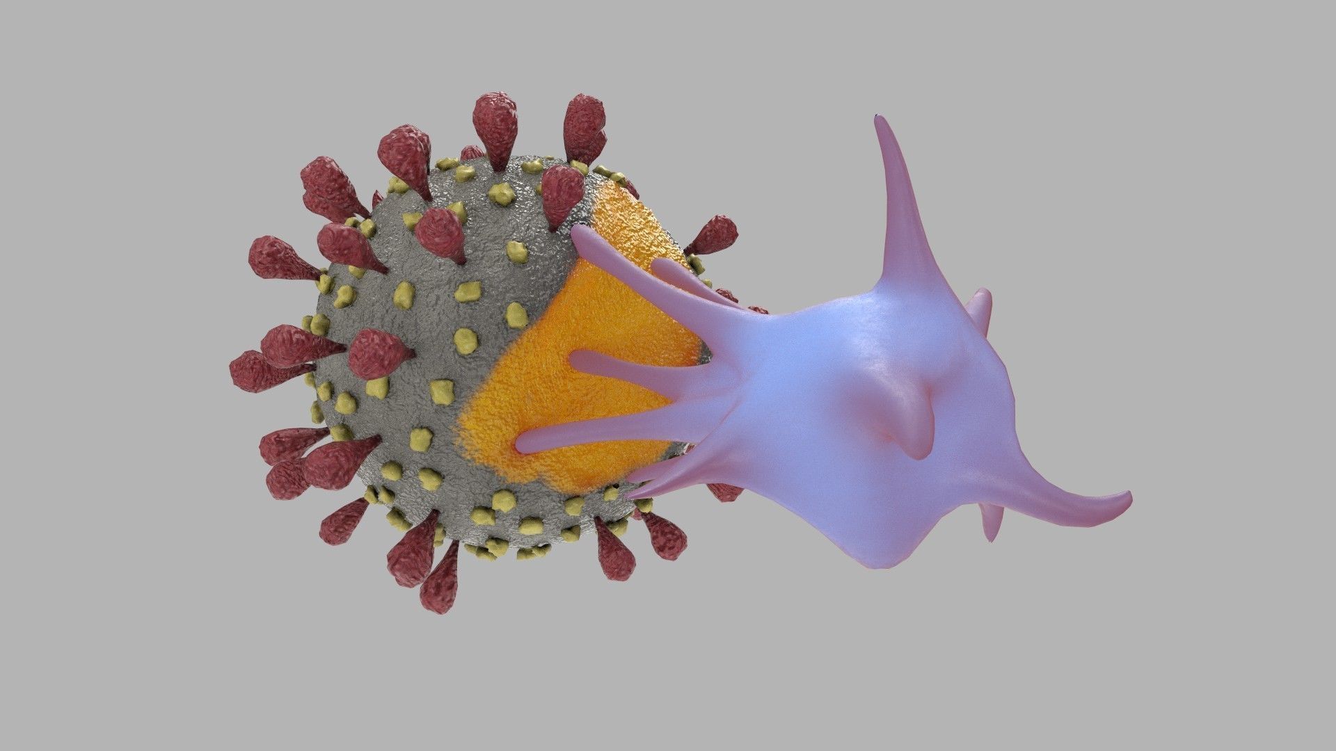 T-cell and Virus 3D model_3